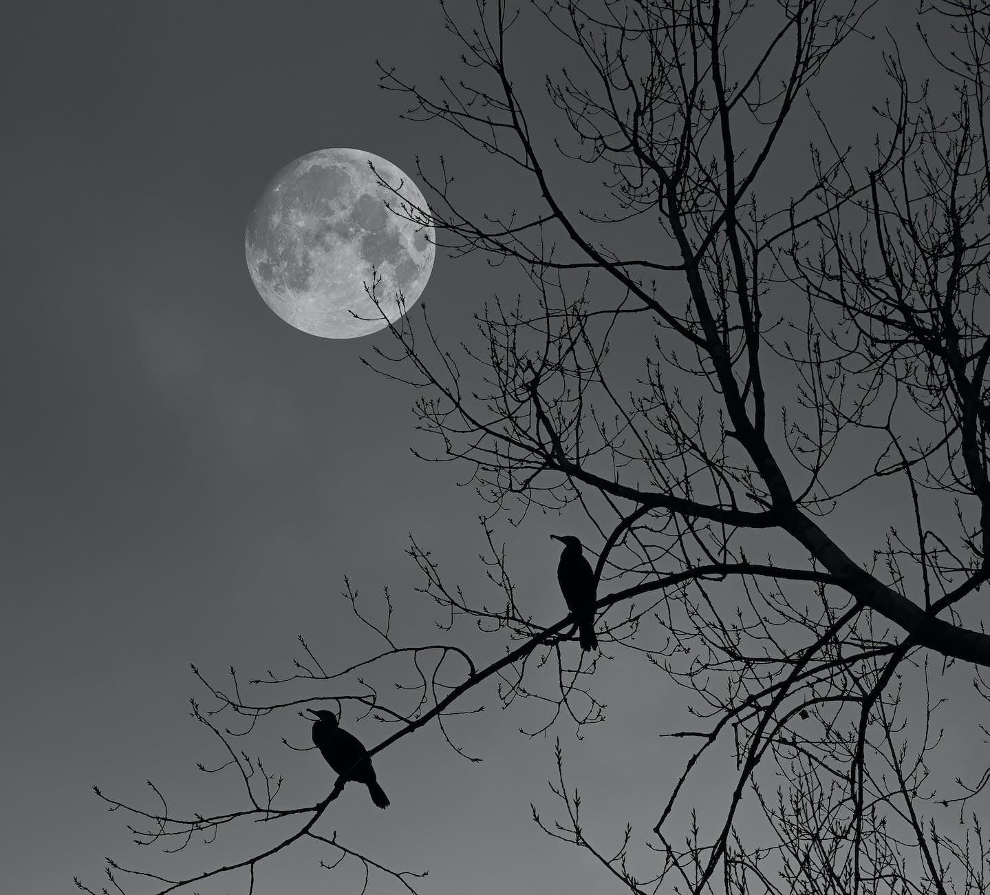 full moon over birds silhouettes on tree